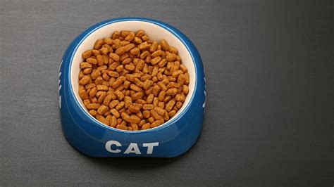 The Controversy Over Grain-Free Cat Food: Pros and Cons