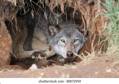 Wolf Den: ilustrações stock 80072959 | Shutterstock