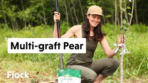 How to Plant a Multi-graft Pear Tree 🍐 || Flock Finger Lakes - YouTube