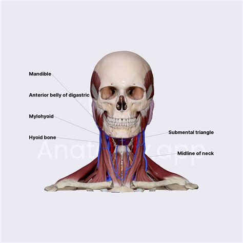 Submental triangle | Triangles of the neck | Head and Neck | Anatomy.app | Learn anatomy | 3D ...