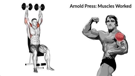 Arnold Press Muscles Worked - YouTube