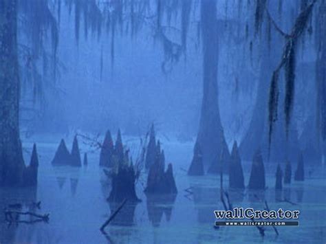 Louisiana Swamp Scene Wallpaper - WallpaperSafari