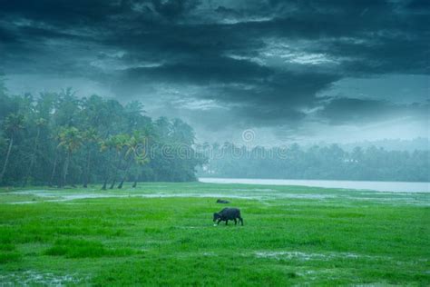 Landscape Photography - Monsoon Rain in Kerala India Stock Image ...