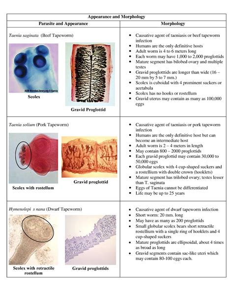 Cestodes lecture - Appearance and Morphology Parasite and Appearance ...