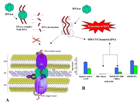 Schematic representation of the inhibitor effect of the DNase by MWCNT ...