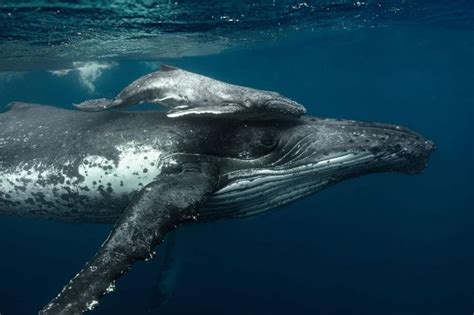 La ballena y su cría en 2020 | Fotos de ballenas, Animales majestuosos, Ballena