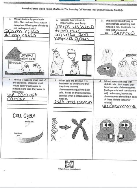 The Amoeba Sisters The Cell Cycle And Cancer Video Worksheet Db Excel - CycleWorksheet.com