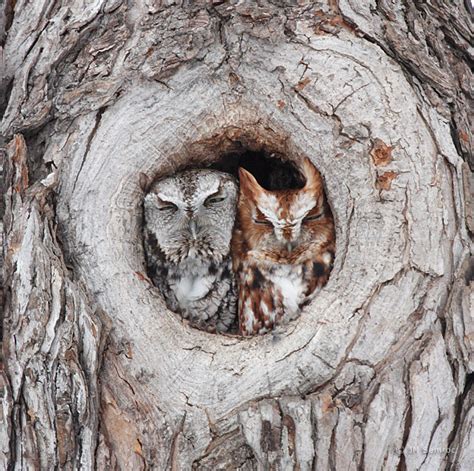 Gorman Nature Center Intern Blog: The Eastern Screech Owl