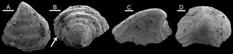 Helcionelloids from GGU sample 218831, Henson Gletscher Formation,... | Download Scientific Diagram