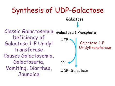 Class 9 galactose metabolism