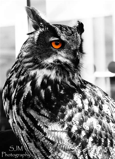 Black and White Owl with Amazing Eyes | Black and white owl, White owl, Realistic owl tattoo