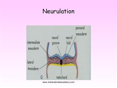 Neural crest cell