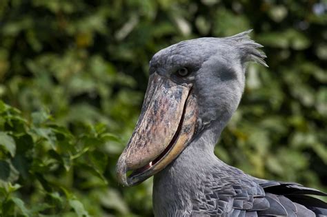 Namibia, Uganda & Zanzibar. Nature. Animals. Adventuredk. Travel. Travling. | Shoebill, Animals ...