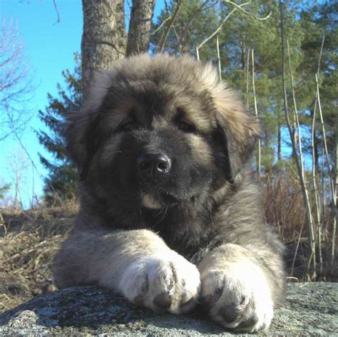 Caucasian Shepherd Breed Guide - Learn about the Caucasian Shepherd.