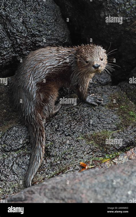 Marine Otter (Lontra felina) adult on rock, endangered species near ...