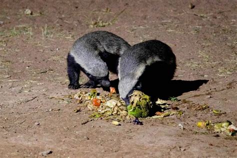 What Do Honey Badgers Eat? | NatureNibble