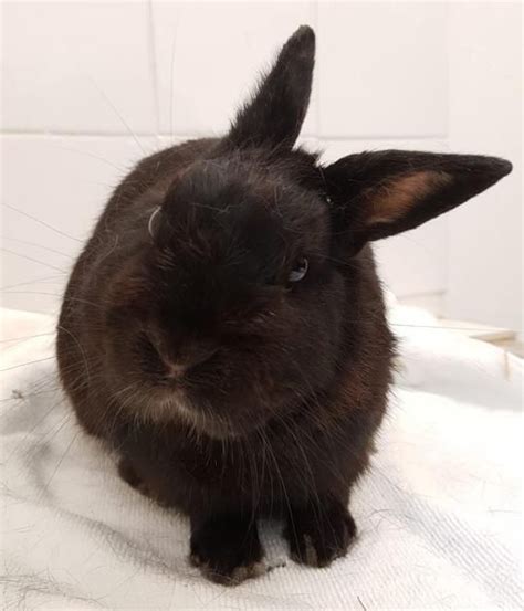 Pin on Bunnies: Black Rabbits in Rescue