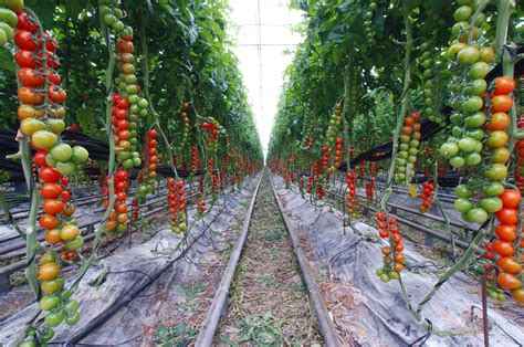 Gardening » Staking claim to great tomatoes | Garden layout vegetable ...