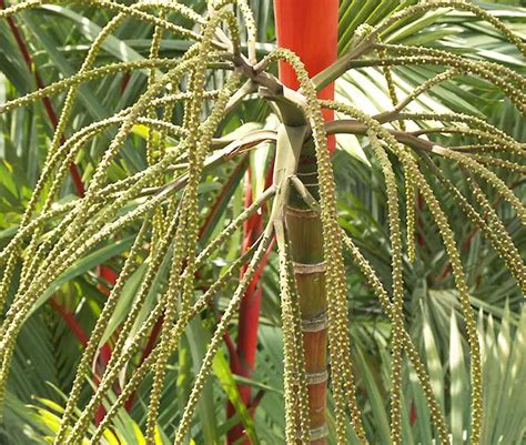 How to Grow the Lipstick Palm Tree (Cyrtostachys renda)