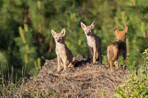 Coydog | Coyote Dog Mix ~ Behavaiour, Info, Sound, Pictures