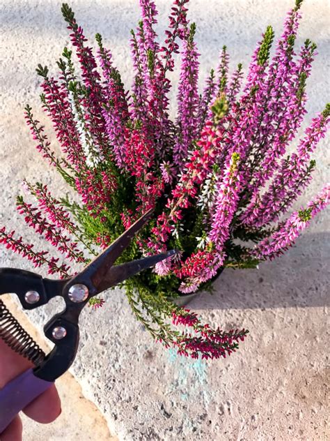 Woody Or Leggy Heather? Expert Nursery Growers Share 5 Rejuvenation Tips | Horticulture Magazine