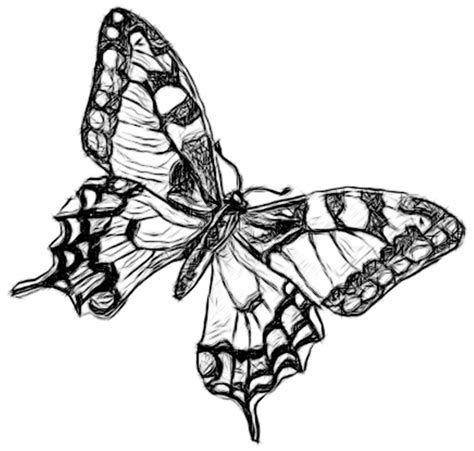 Butterfly Simple Drawing at GetDrawings | Free download