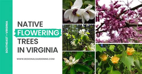 8 Native Flowering Trees In Virginia (Pictures & Identification ...