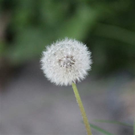 Dandelion | Photography Amino