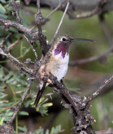 Lucifer Hummingbird, identification, coloration, size, breeding range, photographs