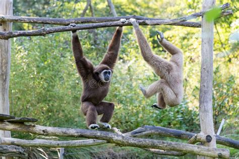 Swinging Gibbon Hanging on Branch Stock Photo - Image of face, dancing ...