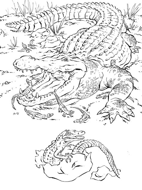 35+ Realistic Printable Alligator Coloring Pages