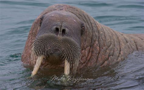 Walrus (Odobenus rosmarus) near Torrelnesset. Svalbard (Spitsbergen) Archipelago, Norway ...