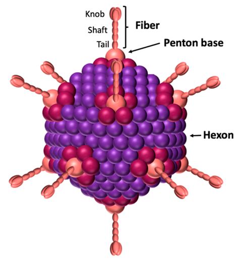 Viruses | Free Full-Text | The Adenovirus Dodecahedron: Beyond the Platonic Story