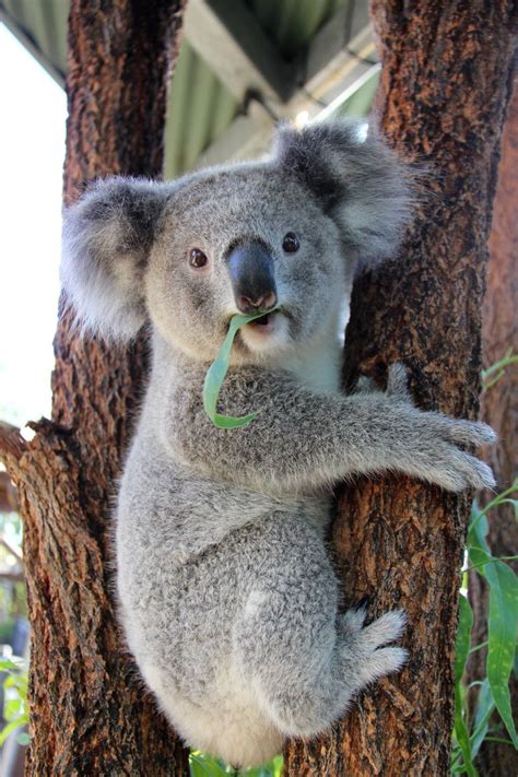 Kissing Koalas at Taronga Zoo - ZooBorns