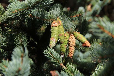 Taiga Boreal Dominant Plants Best Sale | head.hesge.ch