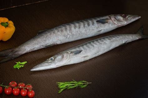 Barracuda / Cheelavu / Thinda (Medium) : Buy online | freshtohome.com