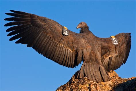 California condors are the biggest birds around, and they're back - Los Angeles Times