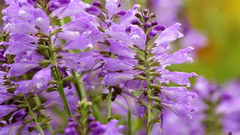 Physostegia virginiana, Obedient Plant – Arcadia Natives