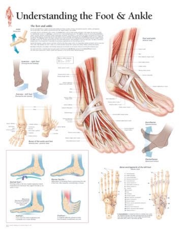 Understanding the Foot & Ankle | Scientific Publishing