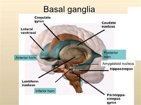 Anatomy of basal ganglia | Basal ganglia, Medical knowledge, Neuroscience