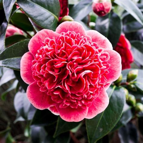 Camellia japonica 'Volunteer' - Camellias - Millais Nurseries