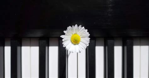 Piano Flower Photos, Download The BEST Free Piano Flower Stock Photos & HD Images