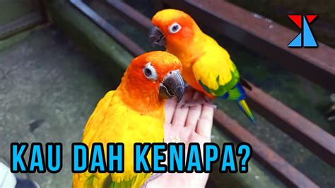 Insiden Tak Diduga Semasa Bagi Makan Burung Di Zoo KL Tower (Exploring KL Tower B4 Finale) - YouTube