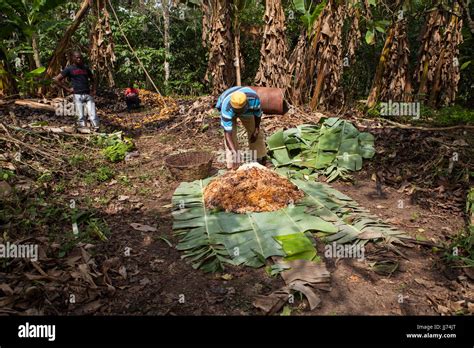 Cocoa farming hi-res stock photography and images - Alamy