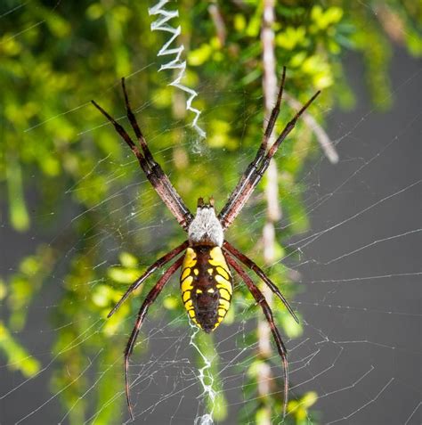 Garden Spiders: Weavers of Delicate Webs | Live Science