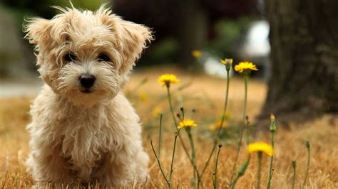 Cute Dog Wallpapers HD Free Download