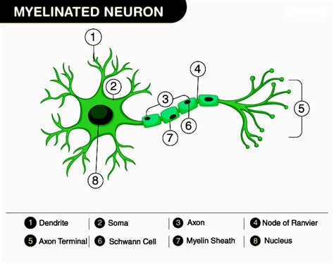 Axon Terminal Diagram