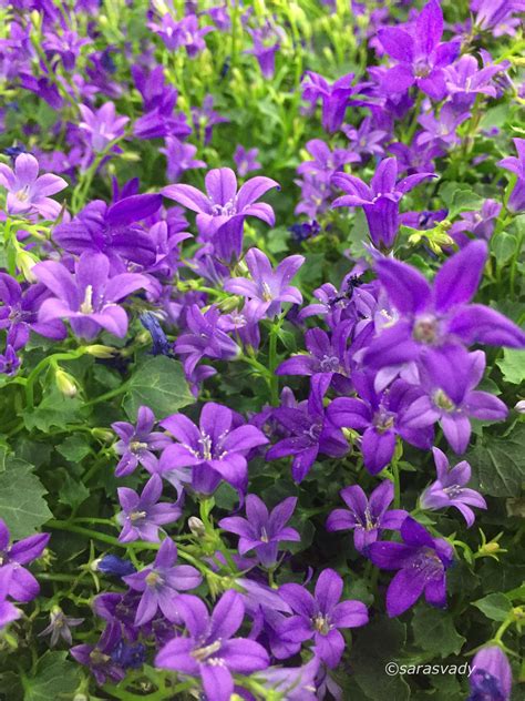 Campanula Campanula Flowers, Beautiful Flowers, Beautiful Pictures, Purple Garden, Floral ...