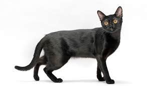 The Bombay Cat Breed