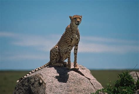 Africa-cheetah stock image. Image of africa, watch, mammal - 9031999